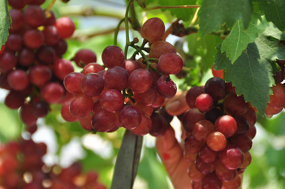 Vườn nho trĩu quả trên vùng đất phèn mặn thu hút khách du lịch ảnh 4