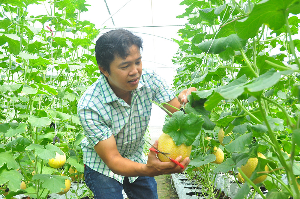 Vườn dưa lưới của chàng thạc sĩ nông nghiệp thu hút đông bạn trẻ check-in dịp Tết ảnh 11