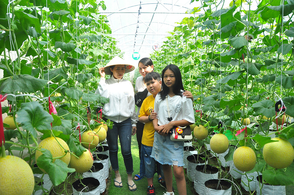 Vườn dưa lưới của chàng thạc sĩ nông nghiệp thu hút đông bạn trẻ check-in dịp Tết ảnh 5