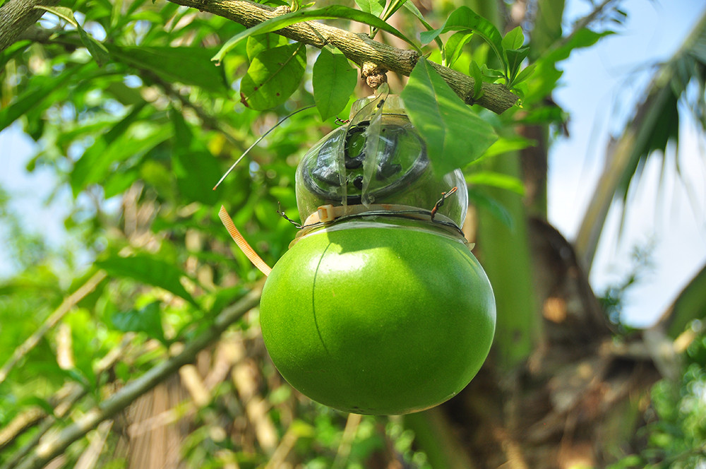 Đào tiên hồ lô 'độc nhất vô nhị' ở miền Tây ảnh 7