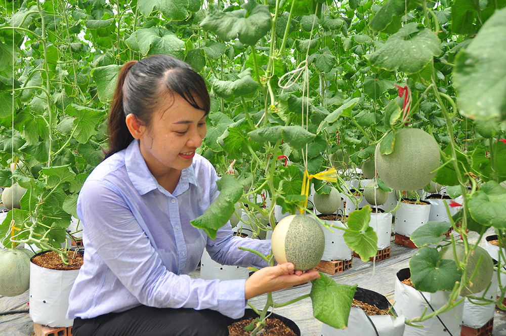 Mê mẩn vườn dưa lưới của nữ thạc sĩ 8X ở Vĩnh Long ảnh 11