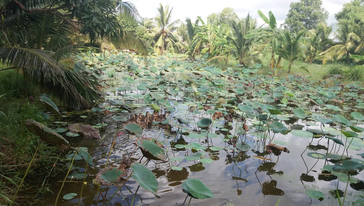 Bến Tre đầu tư hồ chứa nước ngọt 352 tỷ đồng phục vụ dân bị hạn mặn ảnh 4