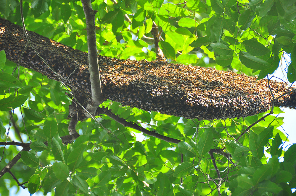 Ớn lạnh cảnh thợ trèo lên cây cao chót vót lấy mật ong ở miền Tây ảnh 2
