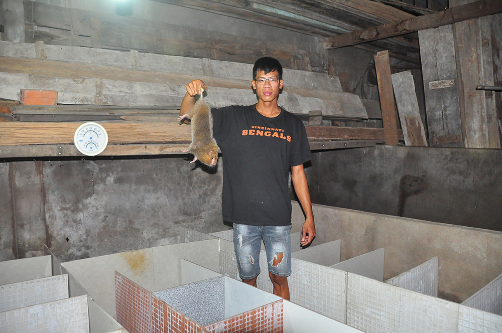 Cận cảnh trang trại nuôi dúi của chàng sinh viên An Giang ảnh 2