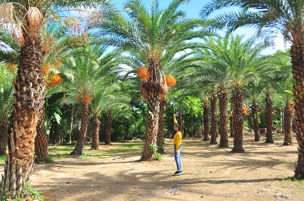 Giới trẻ thích thú vẻ đẹp vườn chà là sum suê trái ở miền Tây ảnh 4