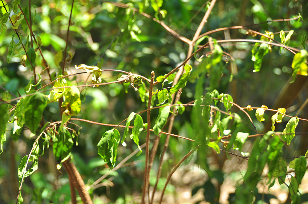 Cận cảnh người dân quay cuồng với hạn mặn khốc liệt chưa từng có ở ĐBSCL ảnh 3