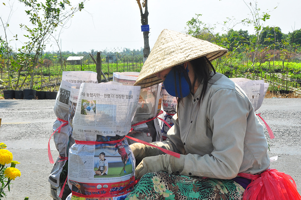 Hoa kiểng miền Tây khoe sắc rời quê lên phố ảnh 10