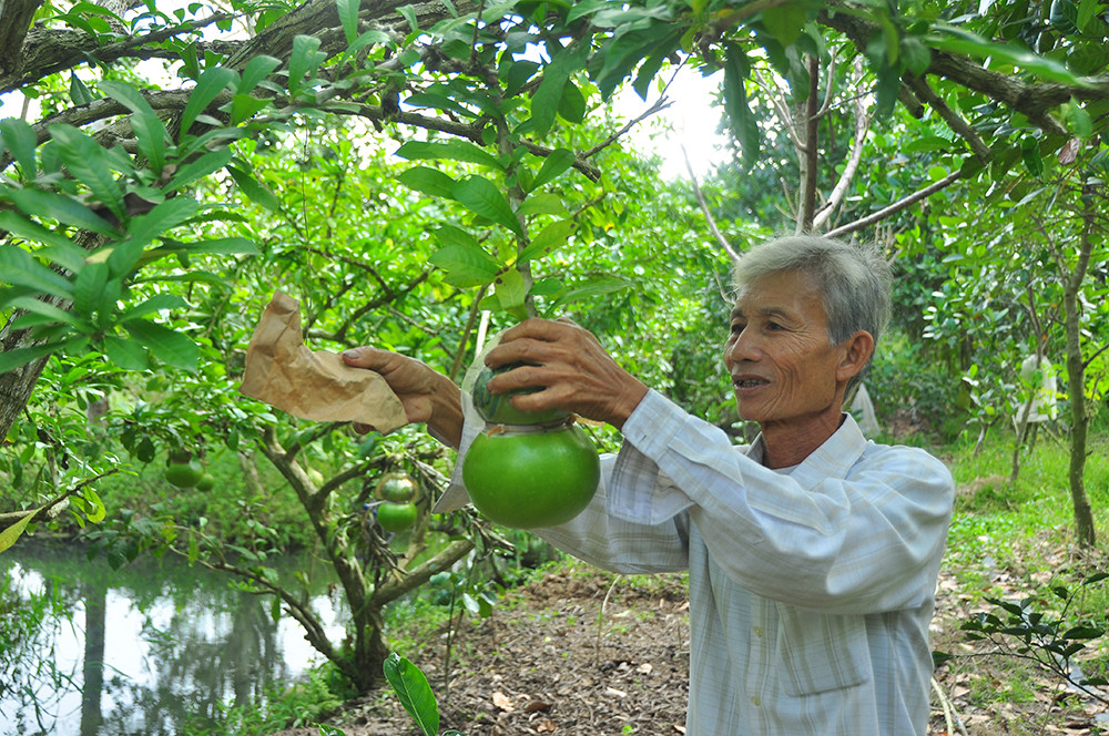 Đào tiên hồ lô 'độc nhất vô nhị' ở miền Tây ảnh 3