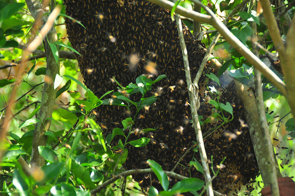 Ớn lạnh cảnh thợ trèo lên cây cao chót vót lấy mật ong ở miền Tây ảnh 13