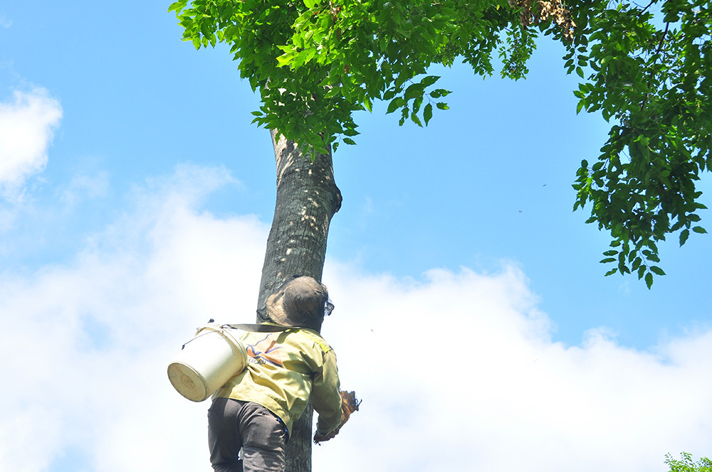 Ớn lạnh cảnh thợ trèo lên cây cao chót vót lấy mật ong ở miền Tây ảnh 3