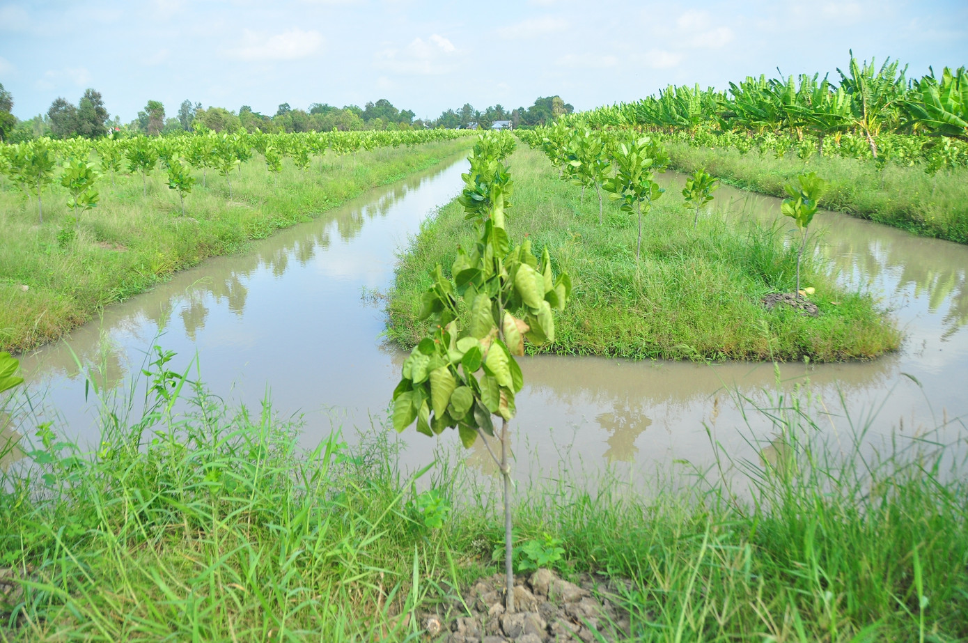 Khóc ròng vì kẻ xấu phá hoại hàng trăm cây mít xanh tốt ảnh 5