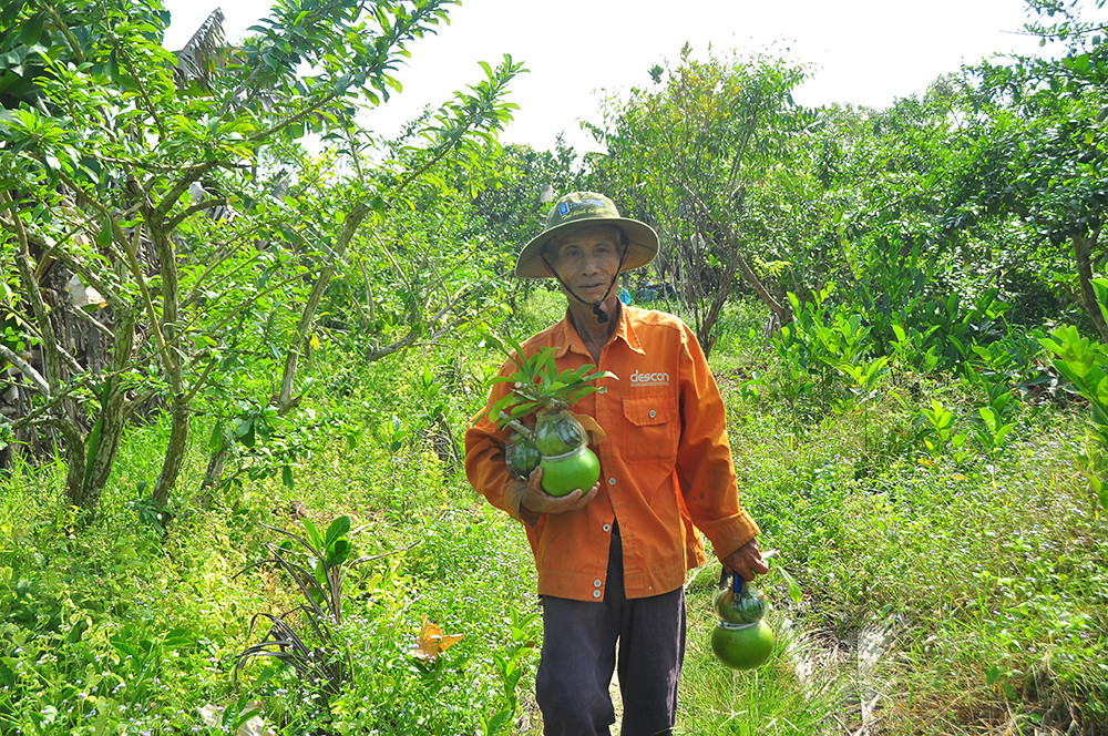 Mê mẩn với vườn đào tiên thư pháp của lão nông miền Tây ảnh 3