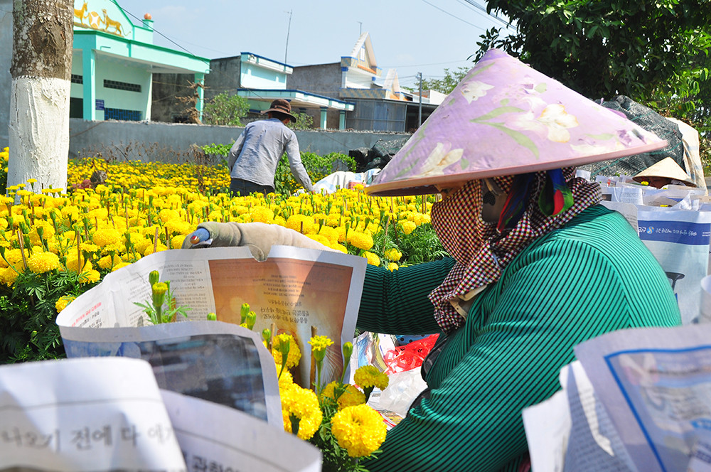 Hoa kiểng miền Tây khoe sắc rời quê lên phố ảnh 7