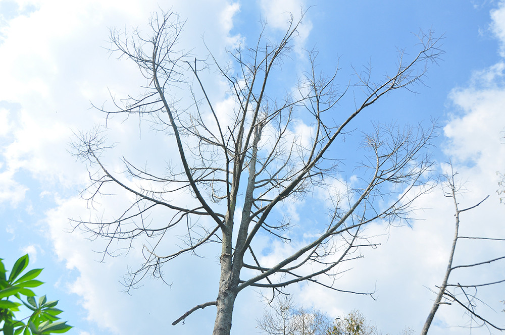 Nông dân đau đớn nhìn cây trái chết do hạn mặn lịch sử ảnh 3