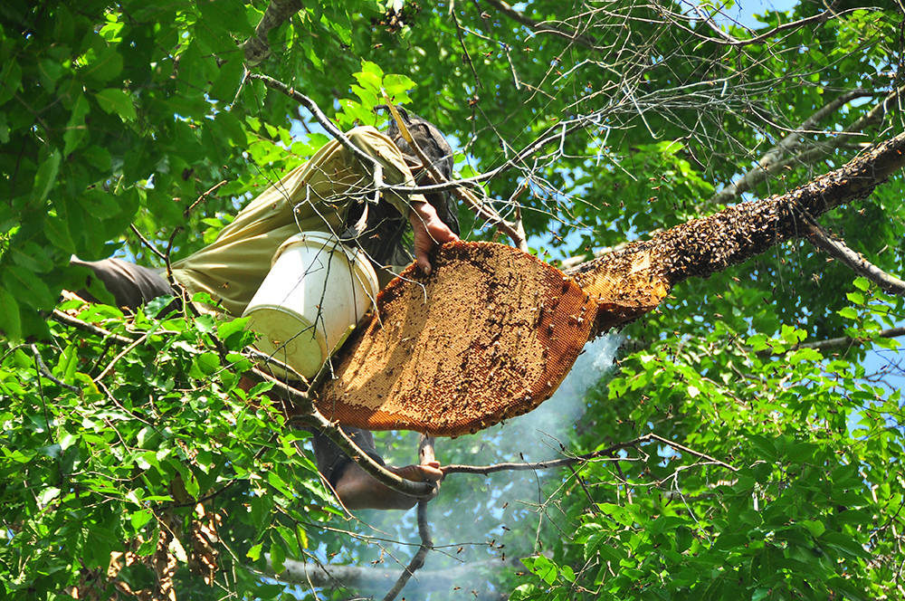 Ớn lạnh cảnh thợ trèo lên cây cao chót vót lấy mật ong ở miền Tây ảnh 8