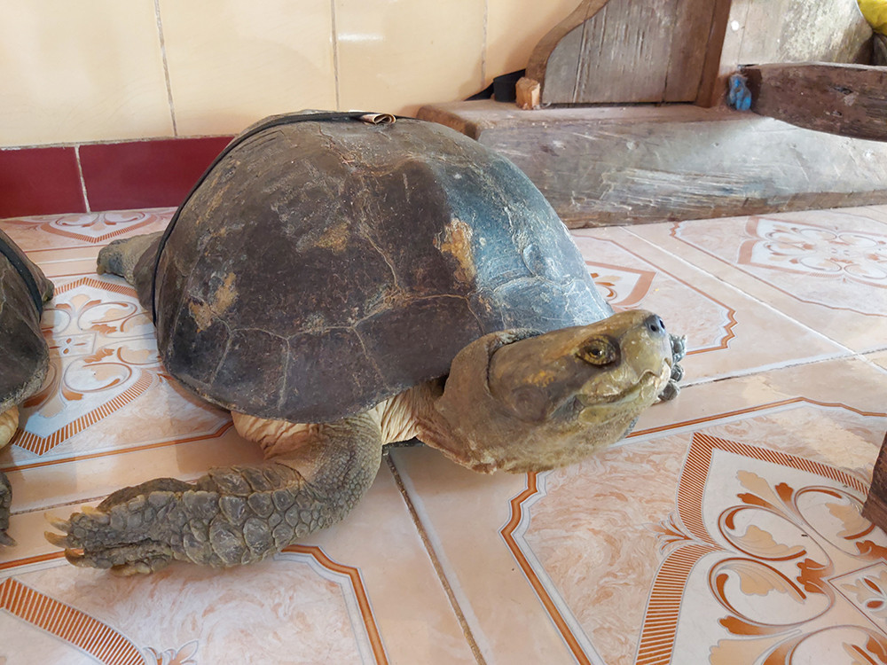 'Kỳ lạ' cụ rùa hơn trăm tuổi ở miền Tây biết... nghe kinh, ăn chay và giữ cửa ảnh 10