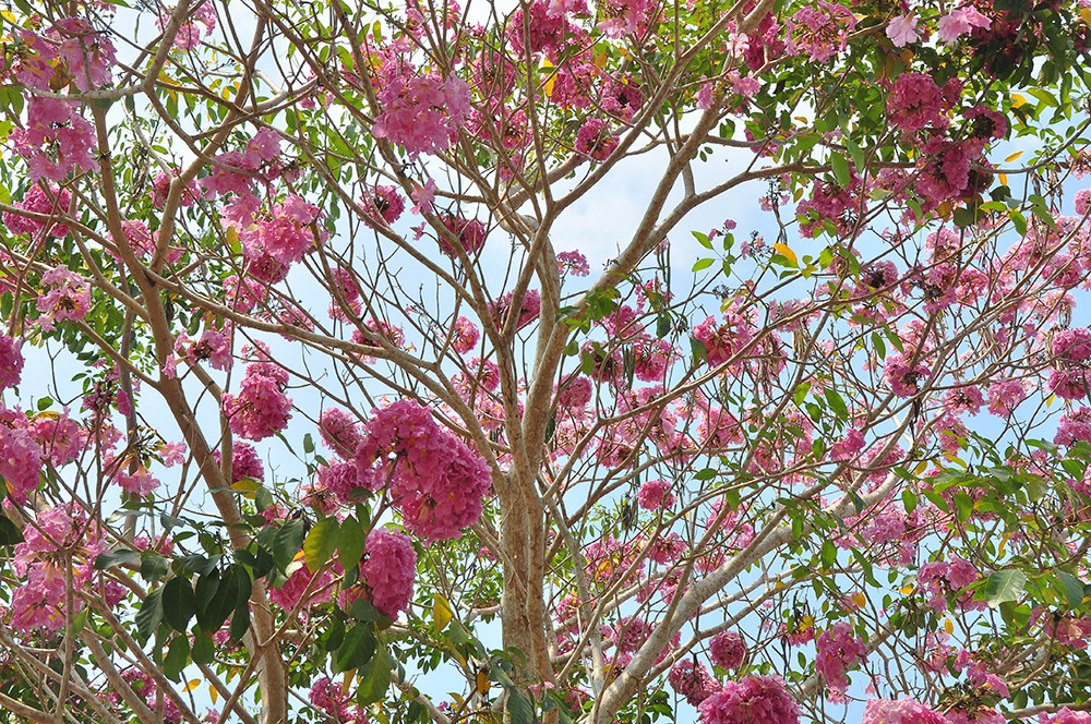 Con đường hoa kèn hồng ở miền Tây lung linh như phim Hàn thu hút giới trẻ ảnh 12