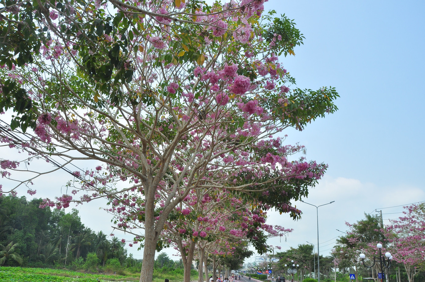 Con đường hoa kèn hồng ở miền Tây lung linh như phim Hàn thu hút giới trẻ ảnh 15