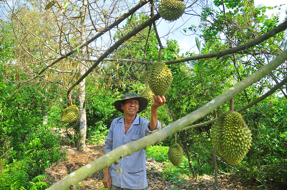 Nông dân đau đớn nhìn cây trái chết do hạn mặn lịch sử ảnh 14