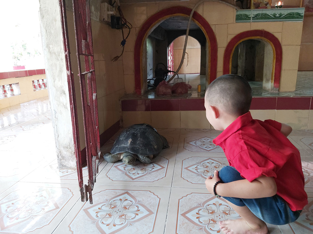 'Kỳ lạ' cụ rùa hơn trăm tuổi ở miền Tây biết... nghe kinh, ăn chay và giữ cửa ảnh 13