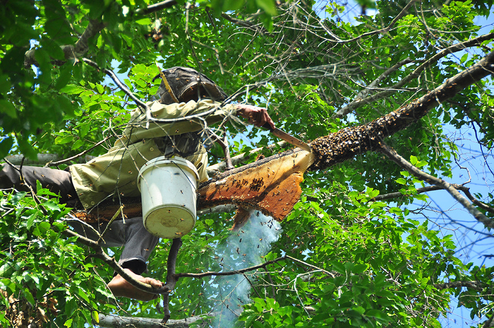 Ớn lạnh cảnh thợ trèo lên cây cao chót vót lấy mật ong ở miền Tây ảnh 9