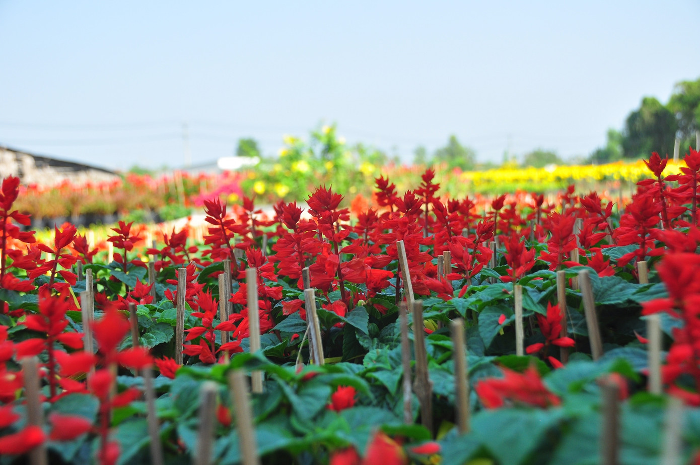 Xe kẹt cứng ở làng hoa Sa Đéc lớn nhất miền Tây ảnh 5