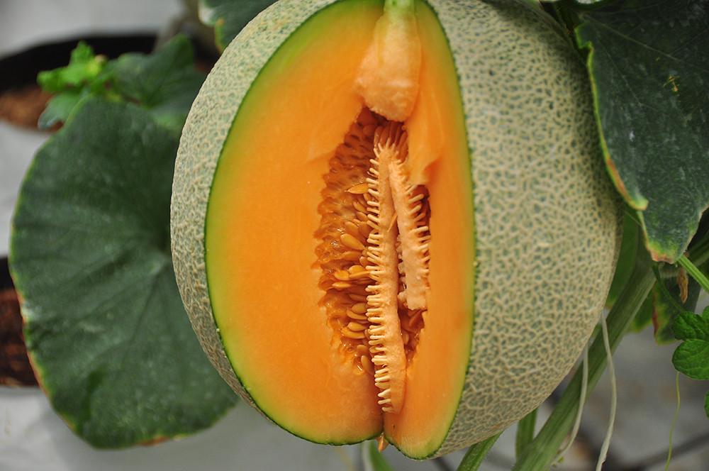 Mê mẩn vườn dưa lưới của nữ thạc sĩ 8X ở Vĩnh Long ảnh 7