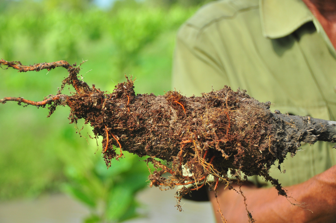 Khóc ròng vì kẻ xấu phá hoại hàng trăm cây mít xanh tốt ảnh 4