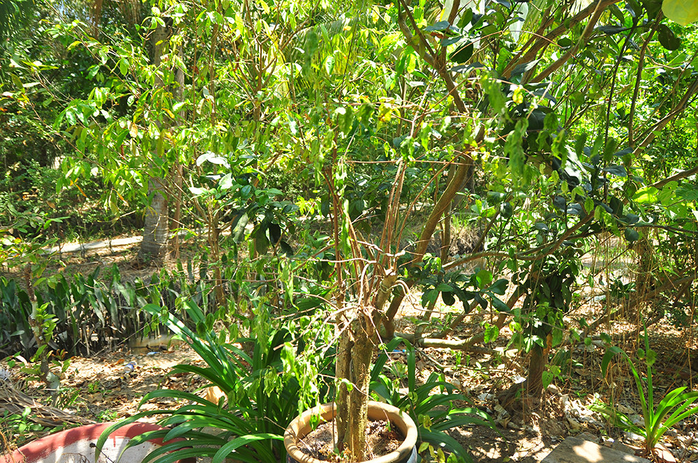 Cận cảnh người dân quay cuồng với hạn mặn khốc liệt chưa từng có ở ĐBSCL ảnh 4