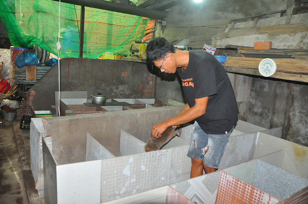 Cận cảnh trang trại nuôi dúi của chàng sinh viên An Giang ảnh 4