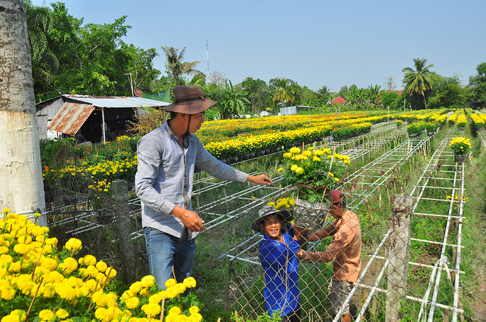Hoa kiểng miền Tây khoe sắc rời quê lên phố ảnh 4