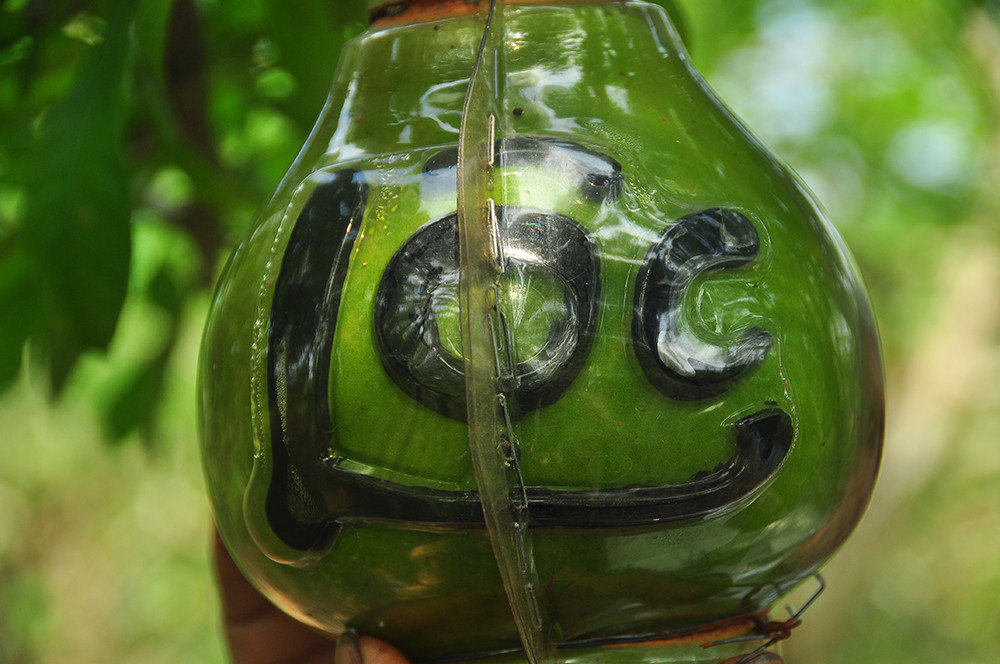 Đào tiên hồ lô 'độc nhất vô nhị' ở miền Tây ảnh 8