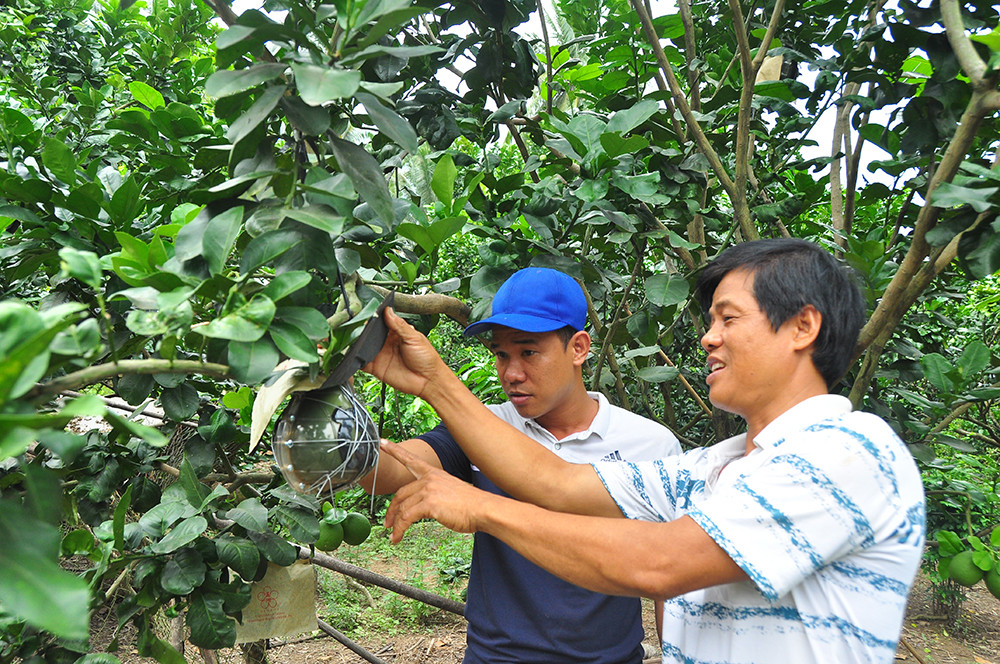 Trái cây độc, lạ rục rịch chờ tết ảnh 9