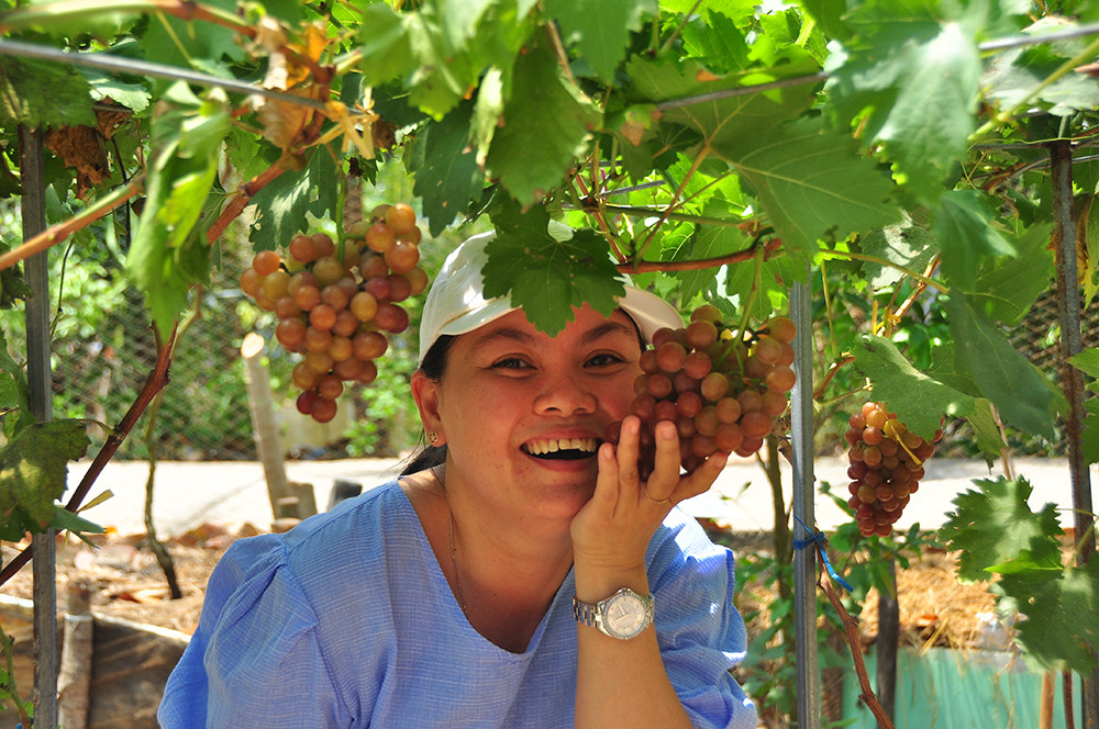 Vườn nho trĩu quả trên vùng đất phèn mặn thu hút khách du lịch ảnh 5