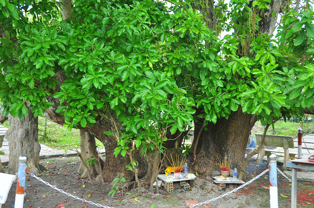 Lạ lùng cây lộc vừng 300 năm tuổi ở miền Tây lần đầu nở hoa đúng dịp Tết ảnh 9