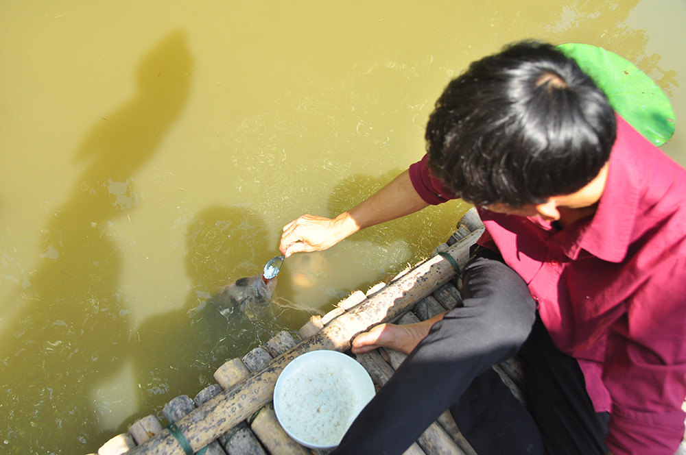 Lạ lùng đàn cá tai tượng suốt 30 năm được đút cơm chay mỗi ngày ảnh 9