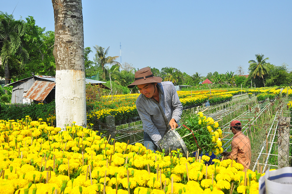 Hoa kiểng miền Tây khoe sắc rời quê lên phố ảnh 8