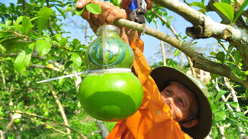 Mê mẩn với vườn đào tiên thư pháp của lão nông miền Tây ảnh 9
