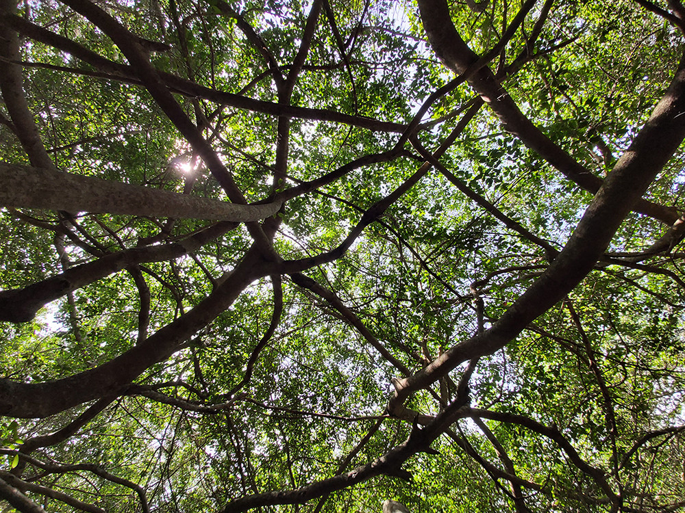 Giàn gừa 'độc nhất vô nhị' ở miền Tây ảnh 11