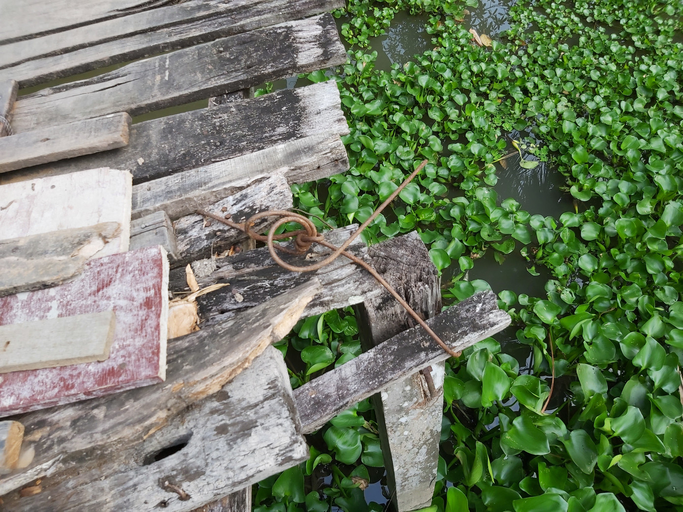 Người dân Hậu Giang thót tim qua cầu... chờ sập ảnh 5