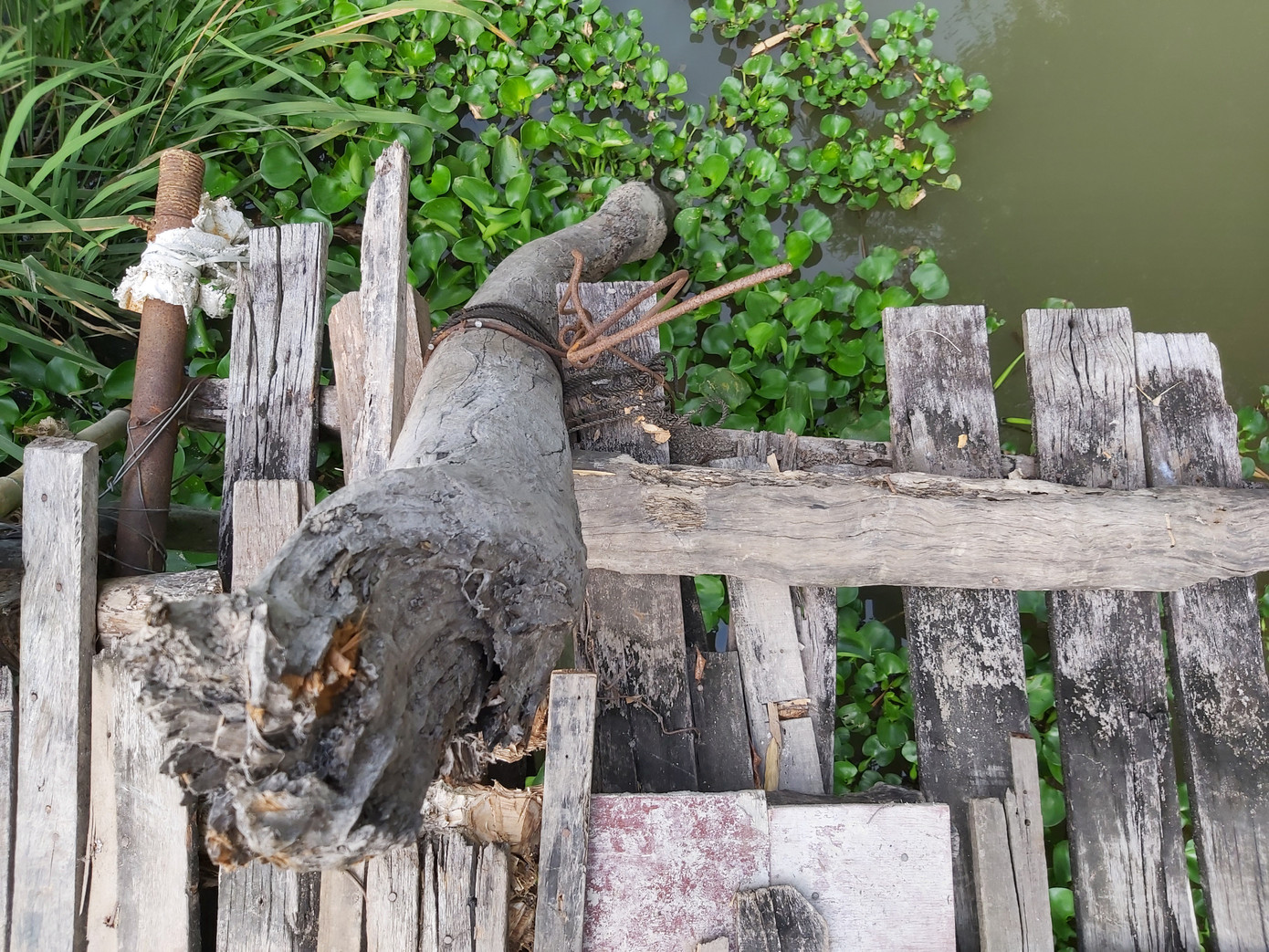 Người dân Hậu Giang thót tim qua cầu... chờ sập ảnh 6