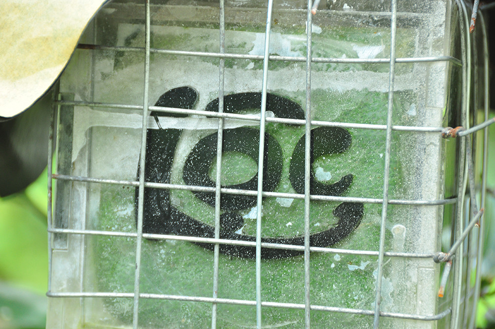 Trái cây độc, lạ rục rịch chờ tết ảnh 8