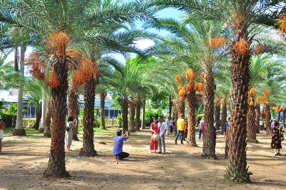 Giới trẻ thích thú vẻ đẹp vườn chà là sum suê trái ở miền Tây ảnh 6