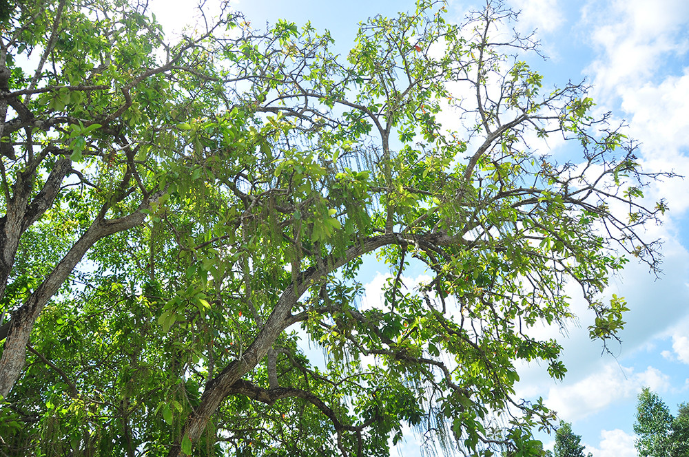 Lạ lùng cây lộc vừng 300 năm tuổi ở miền Tây lần đầu nở hoa đúng dịp Tết ảnh 10