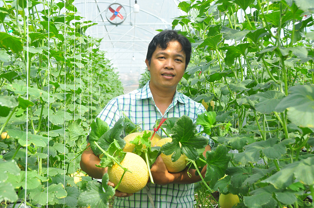 Vườn dưa lưới của chàng thạc sĩ nông nghiệp thu hút đông bạn trẻ check-in dịp Tết ảnh 14