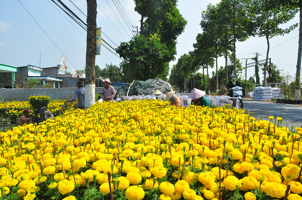 Hoa kiểng miền Tây khoe sắc rời quê lên phố ảnh 1