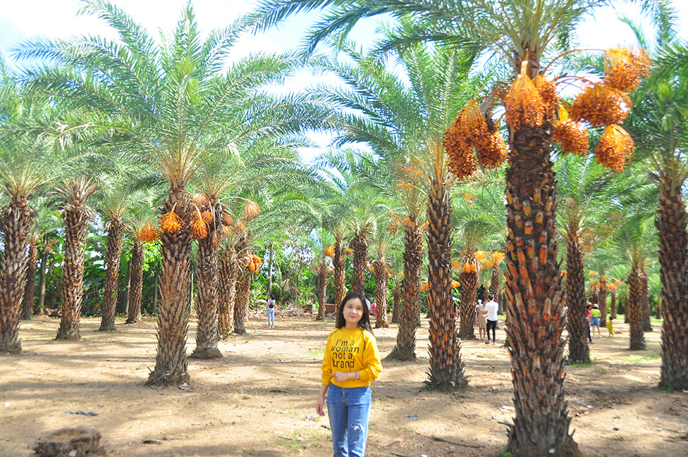 Giới trẻ thích thú vẻ đẹp vườn chà là sum suê trái ở miền Tây ảnh 13