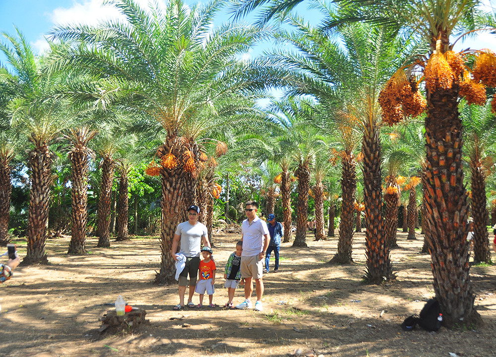 Giới trẻ thích thú vẻ đẹp vườn chà là sum suê trái ở miền Tây ảnh 16