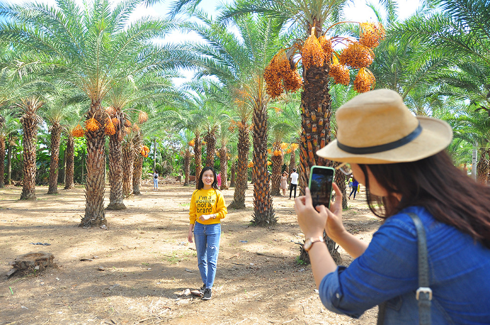 Giới trẻ thích thú vẻ đẹp vườn chà là sum suê trái ở miền Tây ảnh 5