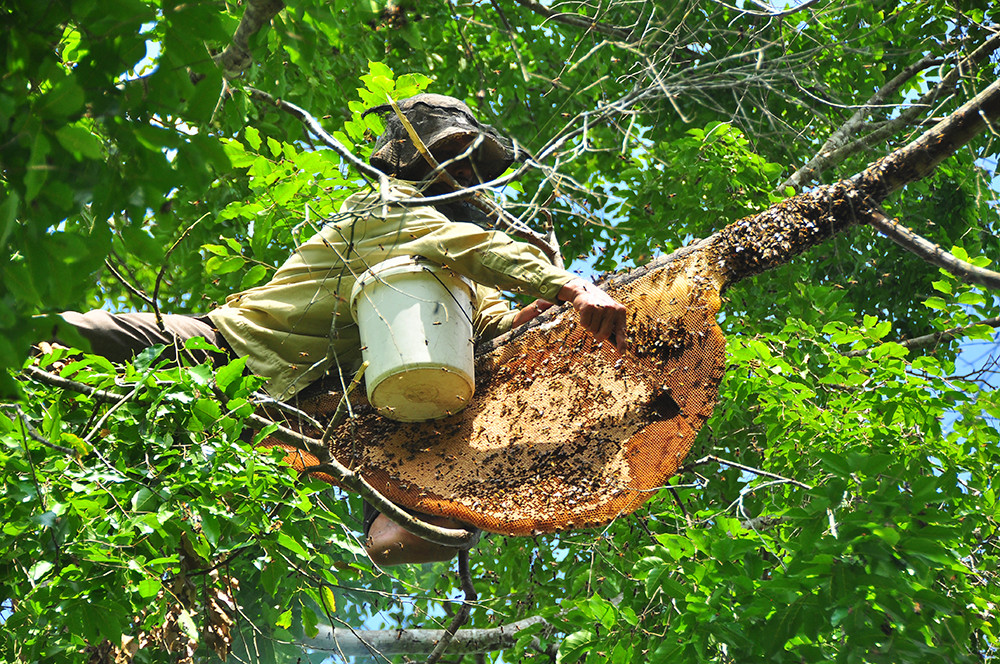 Ớn lạnh cảnh thợ trèo lên cây cao chót vót lấy mật ong ở miền Tây ảnh 7